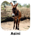 Asini